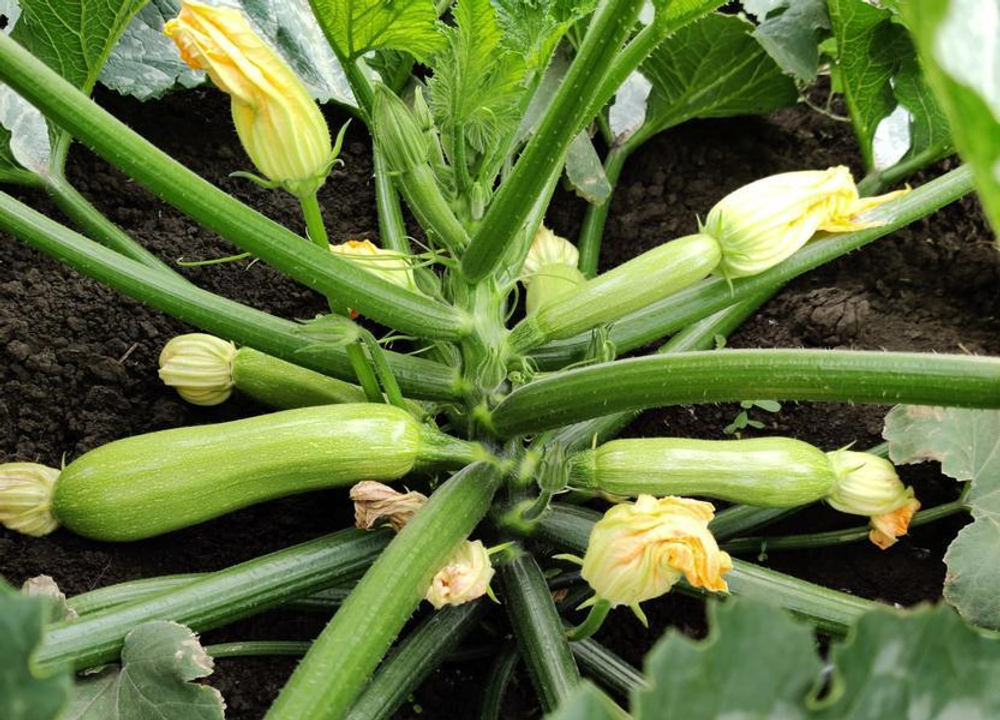 Кабачок Даша F1 5шт Мировые Семена VITA GREEN