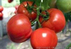 ГАЛИНА F1 семена томата (Hazera | Alexagro)