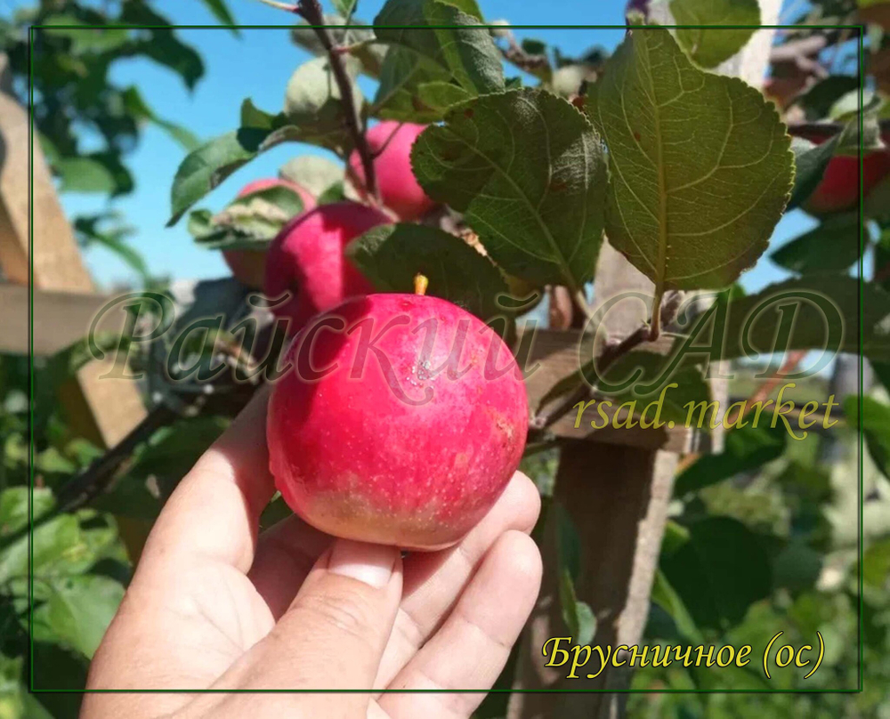 Яблоня Брусничное