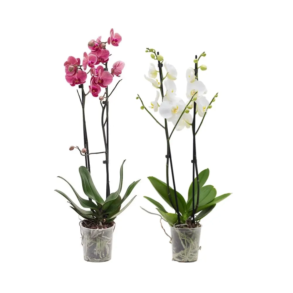 Фаленопсис