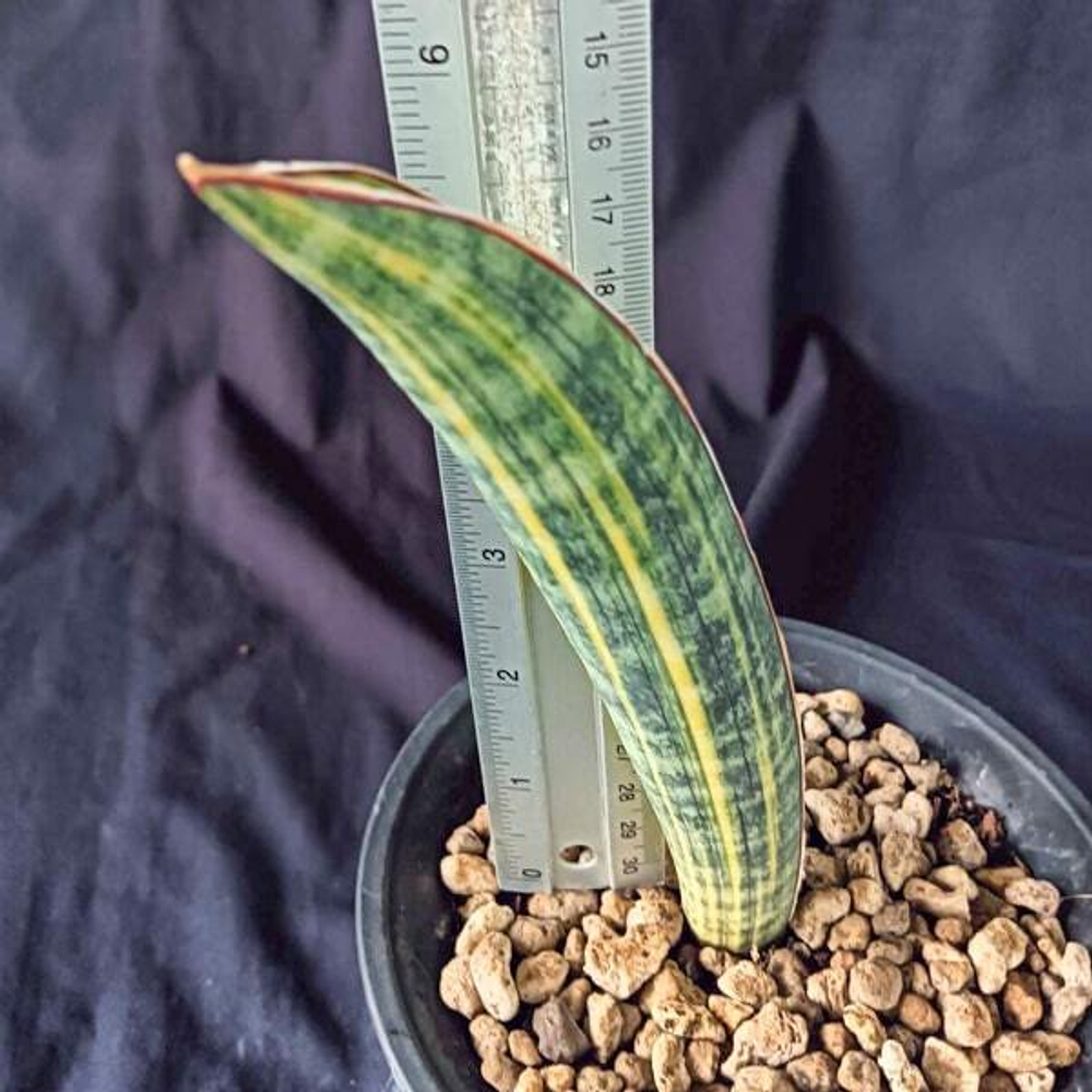 Сансевиерия HALLII BASEBALL BAT VAR