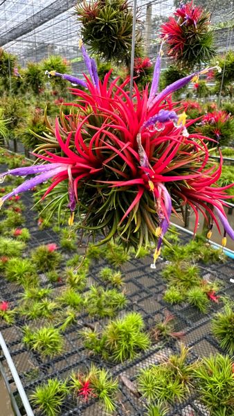 Предзаказ тилландсий. Июнь 2026