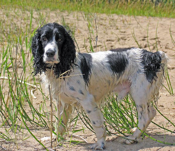 Русский охотничий спаниель