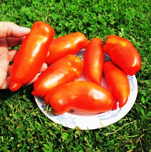 Помидоры Бочковой Гусева