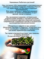 Молодило Блек Топ каменная роза черно зеленое