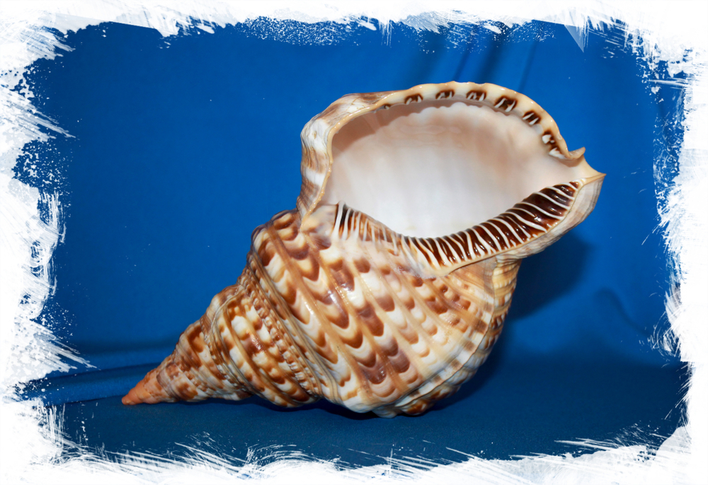 Charonia tritonis variegata