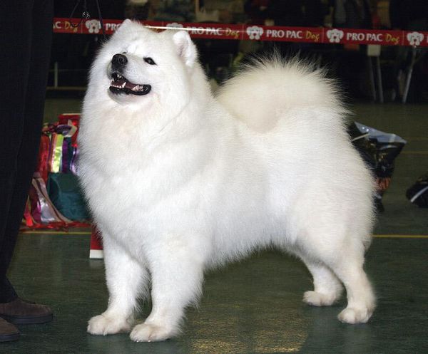 Самоед (самоедская лайка) Самоед (самоедская лайка)