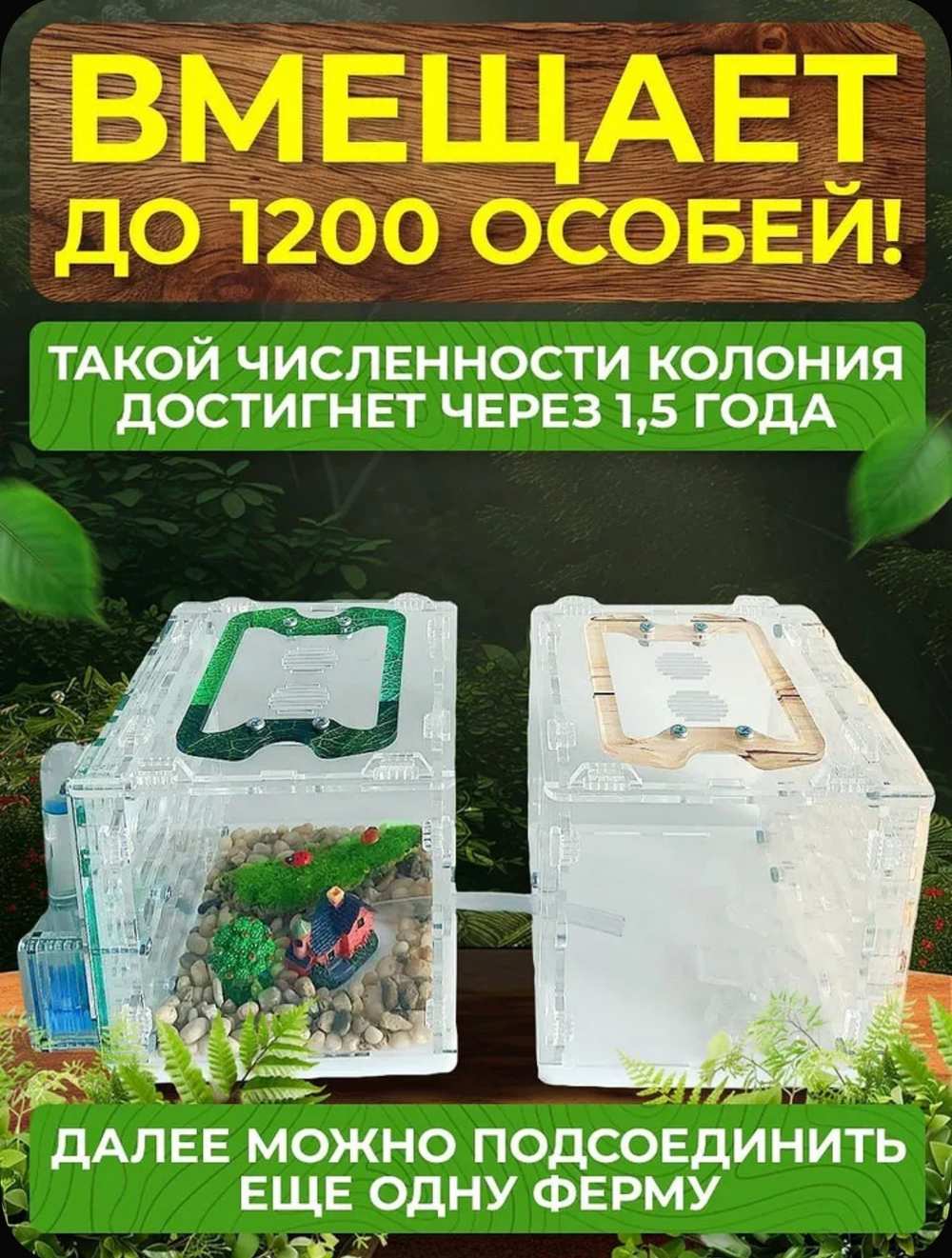 Муравьиная ферма «Кубик Древесный» с муравьями в подарок