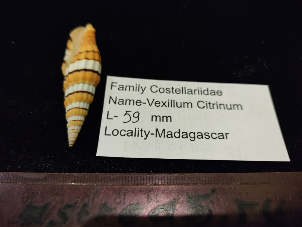 Вексиллюм Цитринум