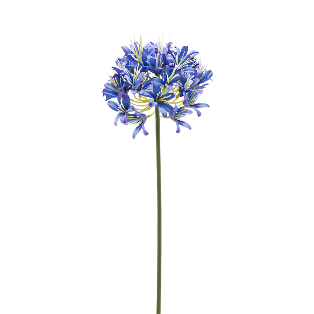 Агапантус индиго 74 см