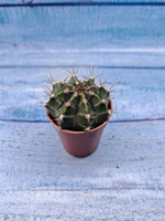 Gymnocalycium Friedrichii (Гимнокалициум)