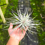 Тилландсия stricta Silver R