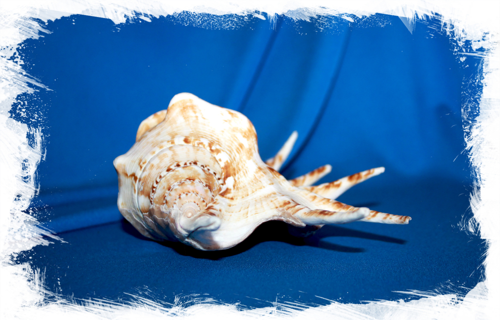 Ламбис-ламбис, 17-21см, 1шт