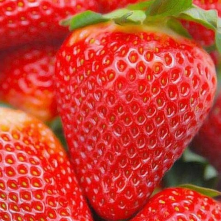 Земляника садовая ( клубника) ремонтантная АЛЬБИОН