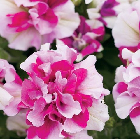 Петуния махровая Дуо Роуз энд Вайт