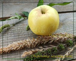 Яблоня Антоновка золотая (Золотое летнее)