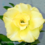 Адениум 418-HOANG NGOC THU
