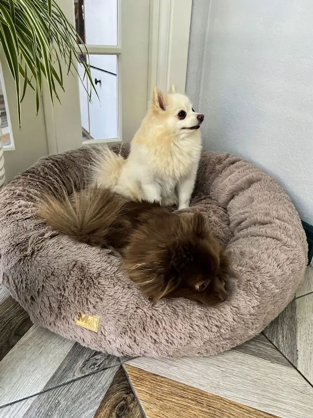 Лежанка для кошек лежак для собак домик