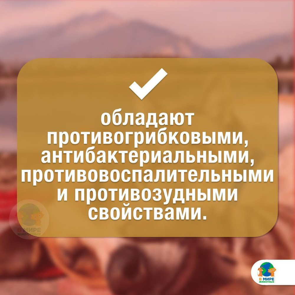 Капли ушные CitoDerm противогрибковые для кошек и собак 10 мл