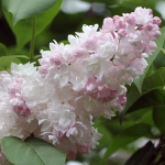 Сирень "Красавица Москвы"