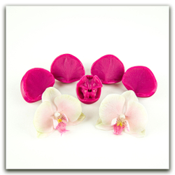 Орхидея фаленопсис M (+боковые лепестки размера S)