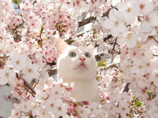Весеннее настроение: что делать с кошкой, которая требует общения с котом