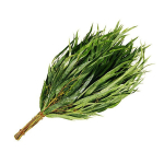 Веник эвкалиптовый в индивидуальной упаковке