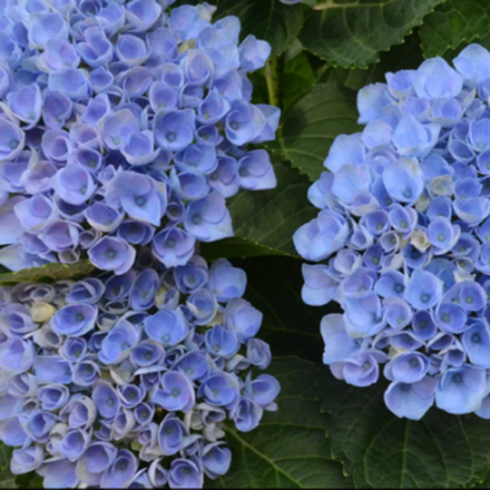 Меджикал «Революшн Блу» (Magical «Revolution Blye») С2 Европа весна 2026 г