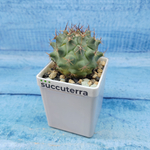 Thelocactus Rinconensis (Телокактус)