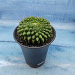 Gymnocalycium Spineless Crested form (Гимнокалициум Кристатный)