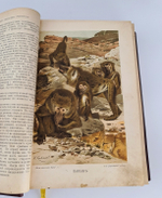 "Жизнь животных". А.Э.Брэм. 1904 г. - антикварная книга