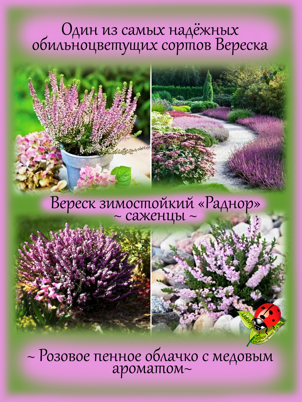 Вереск Раднор зимостойкий
