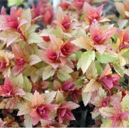 Спирея японская Спарклинг Шампань С5 40-60