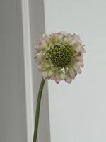 Скабиоза в нежном оттенке