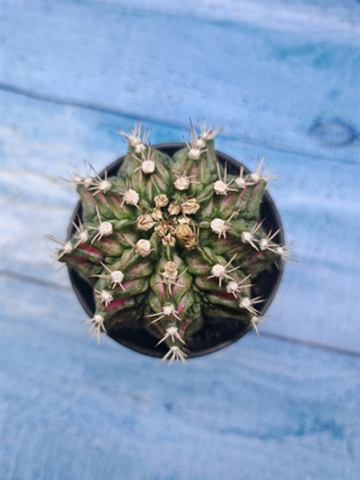 Gymnocalycium T-Rex Pink hybride (Гимнокалициум T-rex)