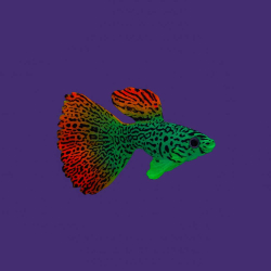 Gloxy декорация флуорисцентная "Рыба гуппи" на леске 8х2,5х4,5см