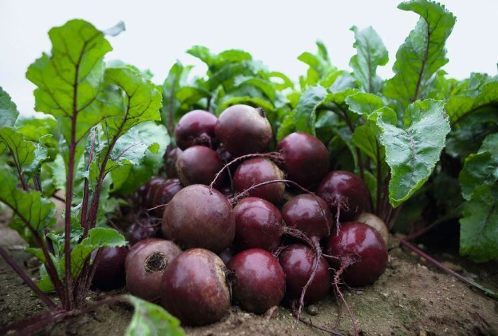 Свекла Экшен F1 (Bejo | Alexagro) 2гр.