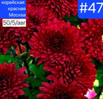 КРАСНАЯ МОСКВА №47 ХРИЗАНТЕМА КОРЕЙСКАЯ
