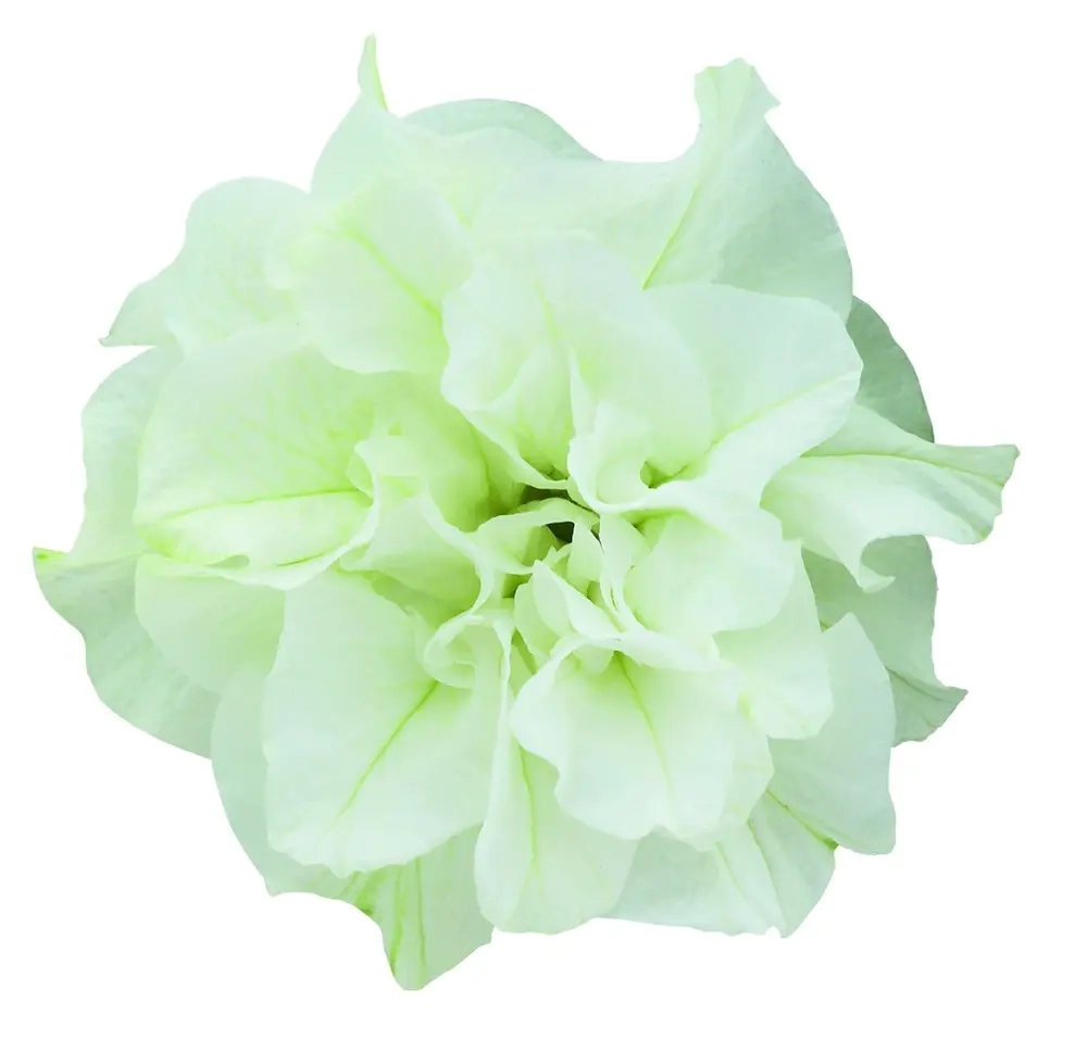 Петуния SURFINIA DOUBLE White