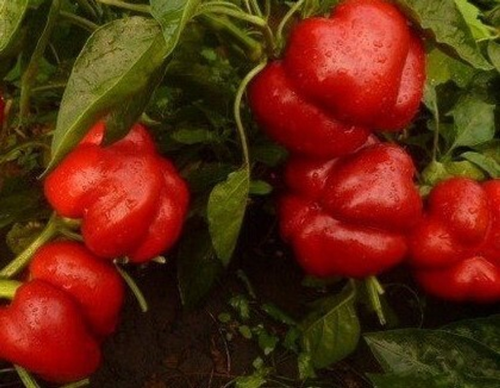 Ратунда Перец сладкий