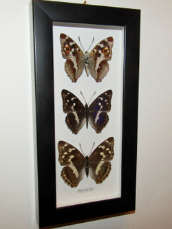 Бабочка Переливница Ирис Apatura iris в рамке