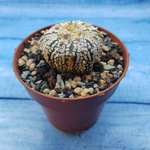Astrophytum Asterias "Super Kabuto" (Астрофитум)
