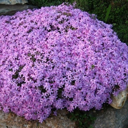 Флокс шиловидный сиреневый