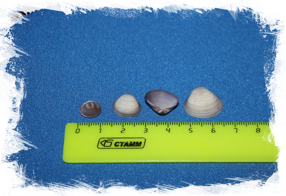 Венерка Фиолетовая ракушки