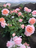 Роза чайно-гибридная Сурир дю Хавр