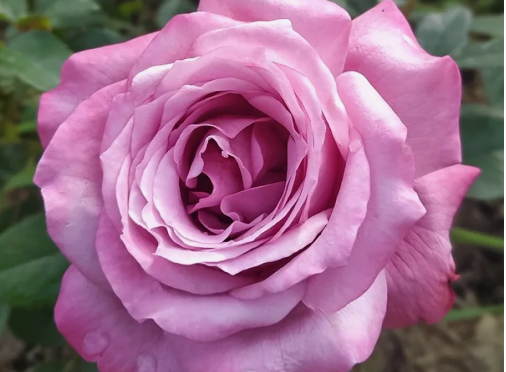 Роза Блу Парфюм ОКС