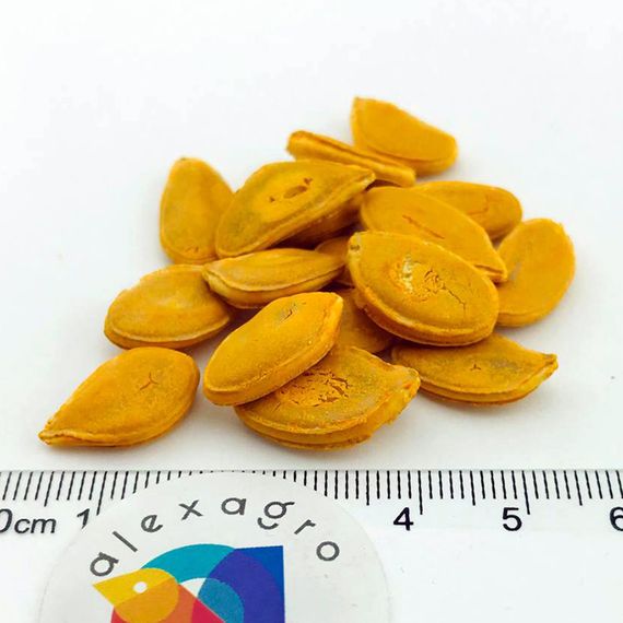 НЕЛЬСОН F1 семена тыквы (Enza Zaden | Alexagro)