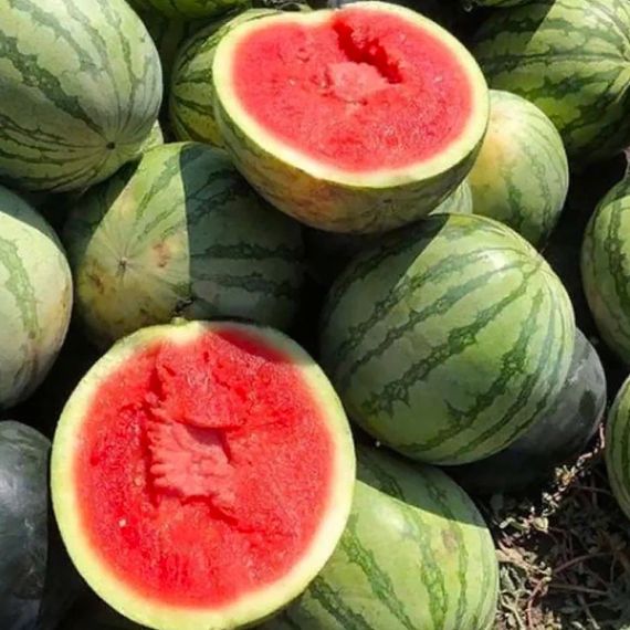 КИДМАН F1 семена арбуза (Rijk Zwaan | Alexagro)