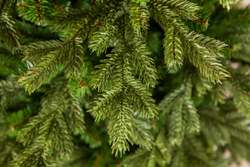 Ель Шервуд Премиум Стройная 230см зеленая Triumph Tree