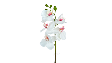 Орхидея фаленопсис 5 соцветий - Белый